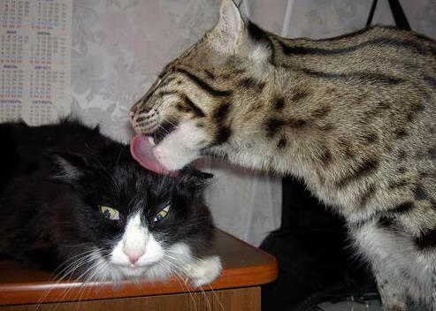 中国足球品牌国际影响力分析,中国足球品牌国际影响力分析论文