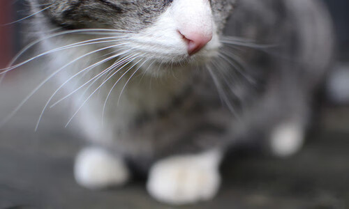 亚冠淘汰赛悬念升级技战术对抗升级，亚冠联赛淘汰赛规则